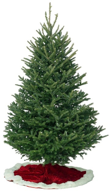 real christmas trees