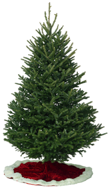 5 Foot Christmas Tree